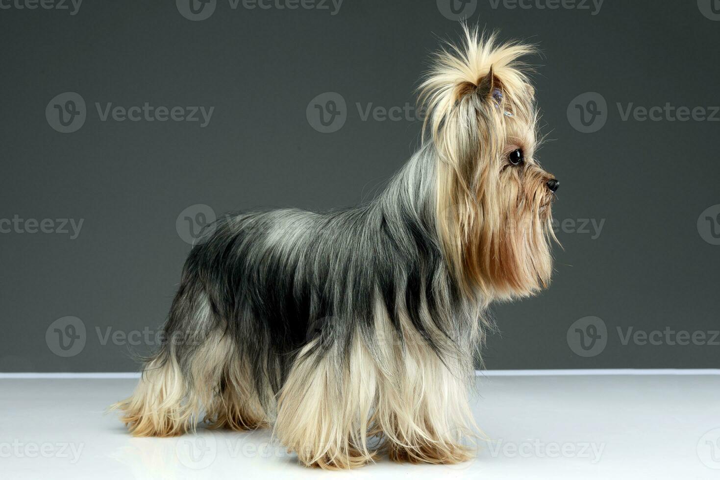 long hair yorshire terrier staying in a studio photo