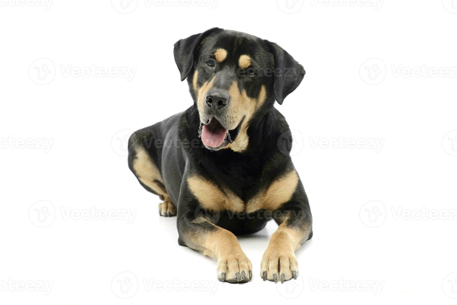 Studio shot of an adorable mixed breed dog photo