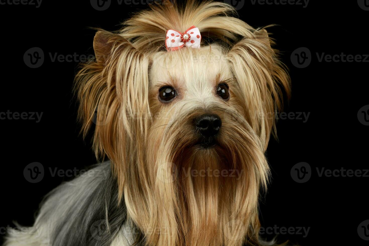 Portrait of an adorable Yorkshire Terrier yorkie photo