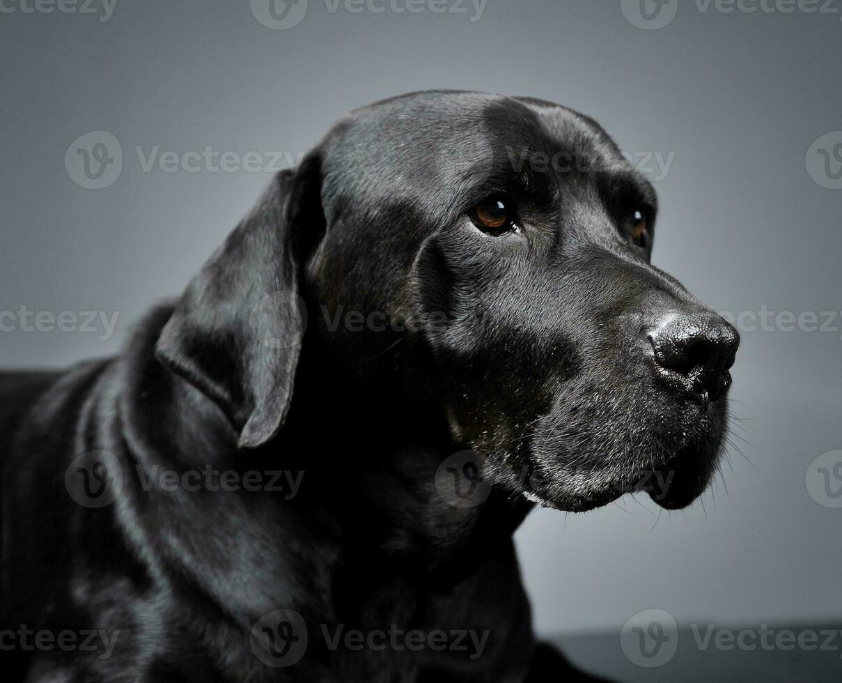 mezclado raza negro perro acostado en oscuro estudio foto