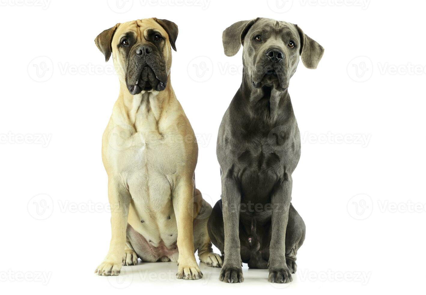 Studio shot of an adorable bull mastiff and a great dane photo