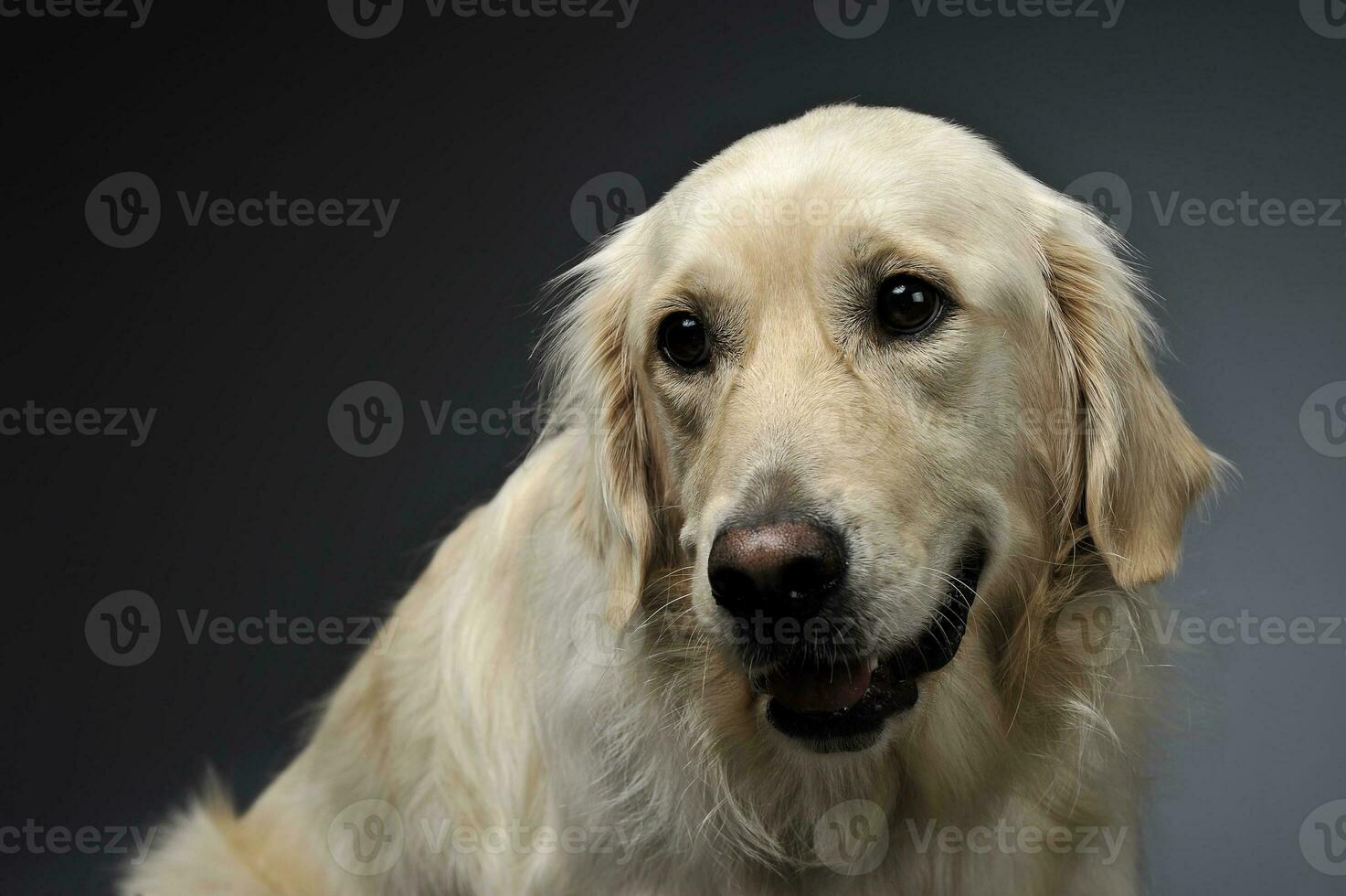 Golden retriever portrait in a dark studio photo