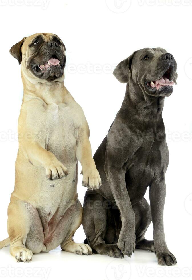 bull mastiff and puppy cane corso sitting and standing in a white studio floor photo