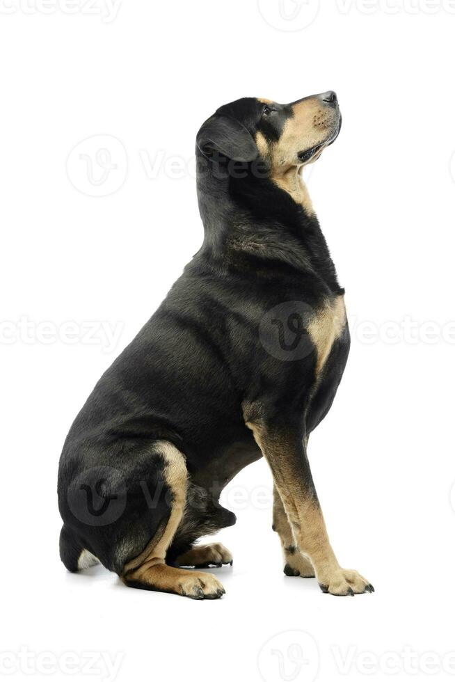 Studio shot of an adorable mixed breed dog photo