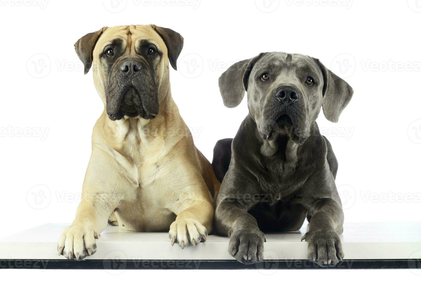 Studio shot of an adorable bull mastiff and a great dane photo