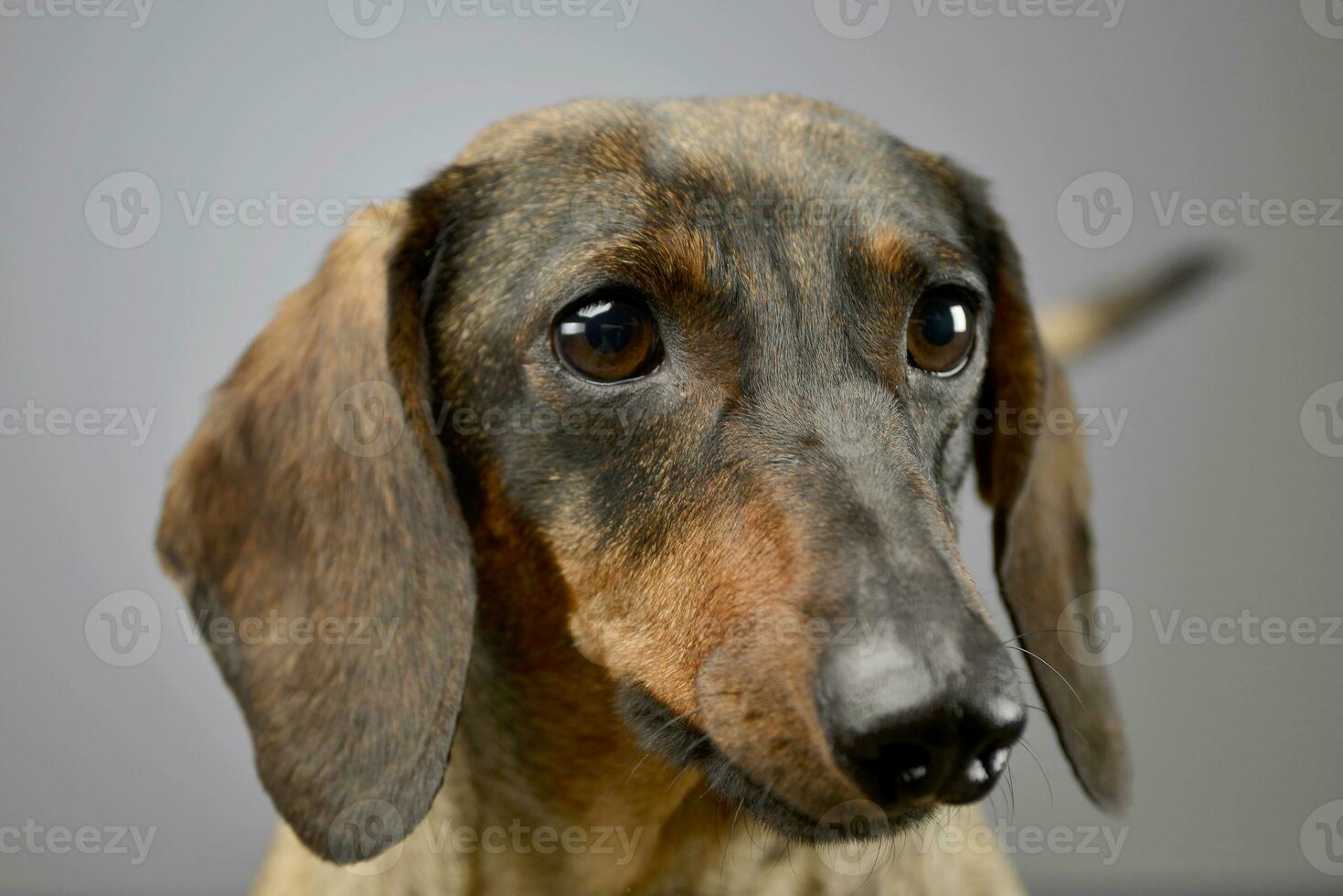 Portrait of an adorable short haired Dachshund photo