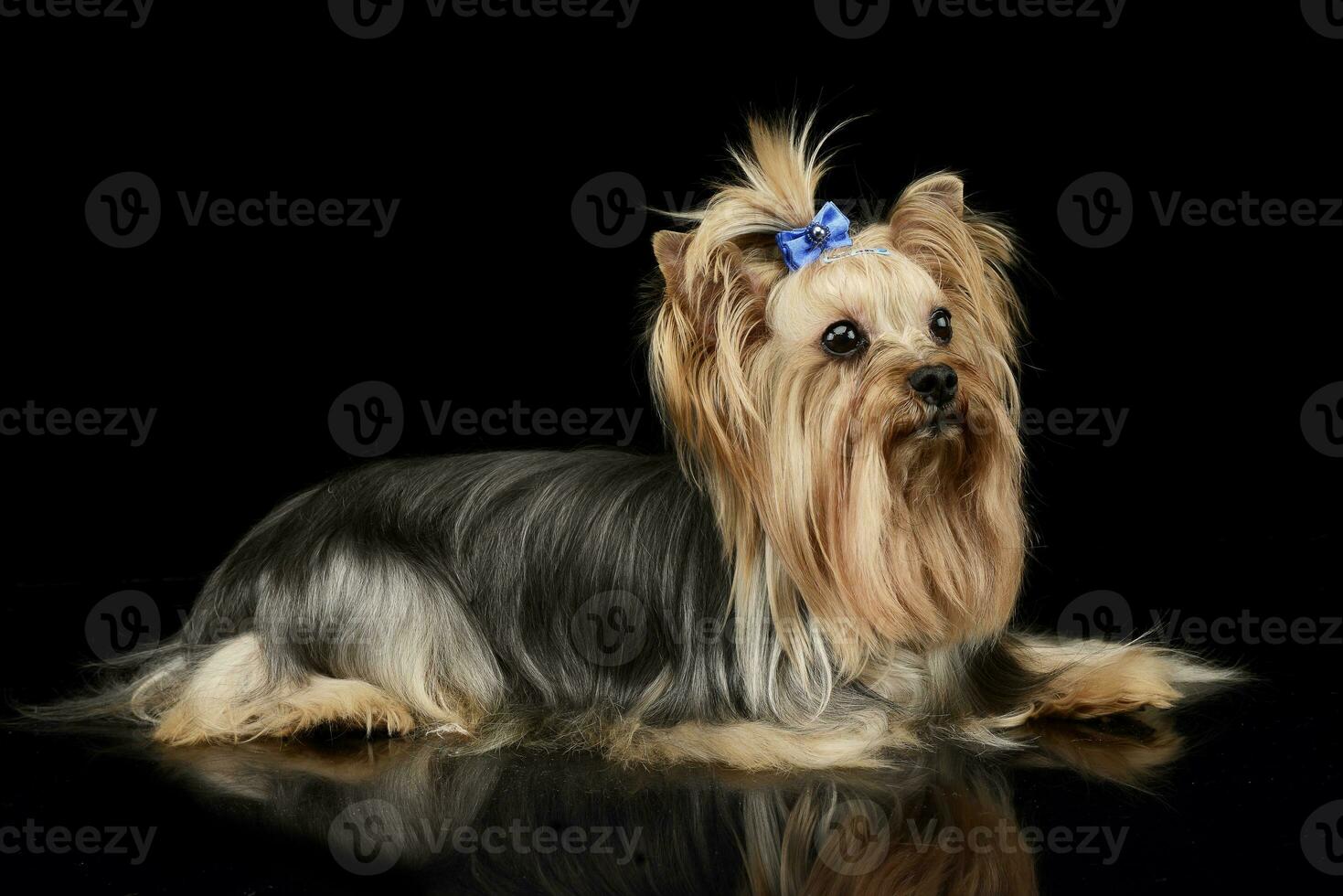 beautiful yorkshire terrier lying in a shiny black studio floor photo