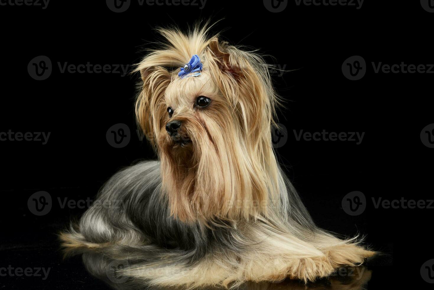 beautiful yorkshire terrier lying in a shiny black studio floor photo