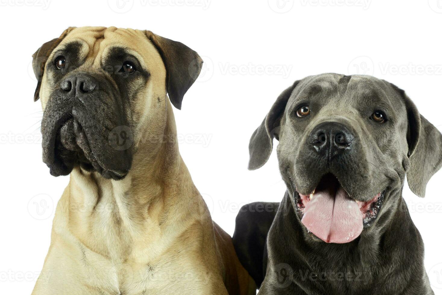 Portrait of an adorable bull mastiff and a great dane photo