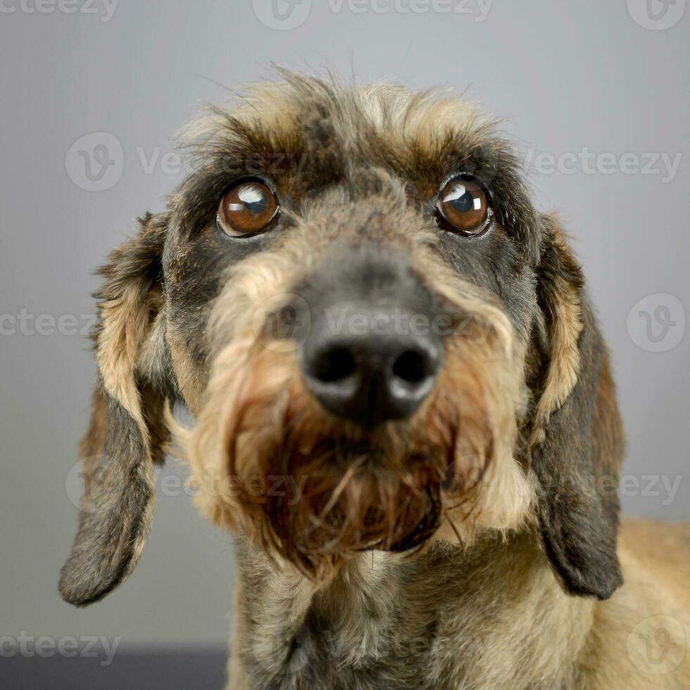 retrato de un adorable largo peludo perro tejonero foto