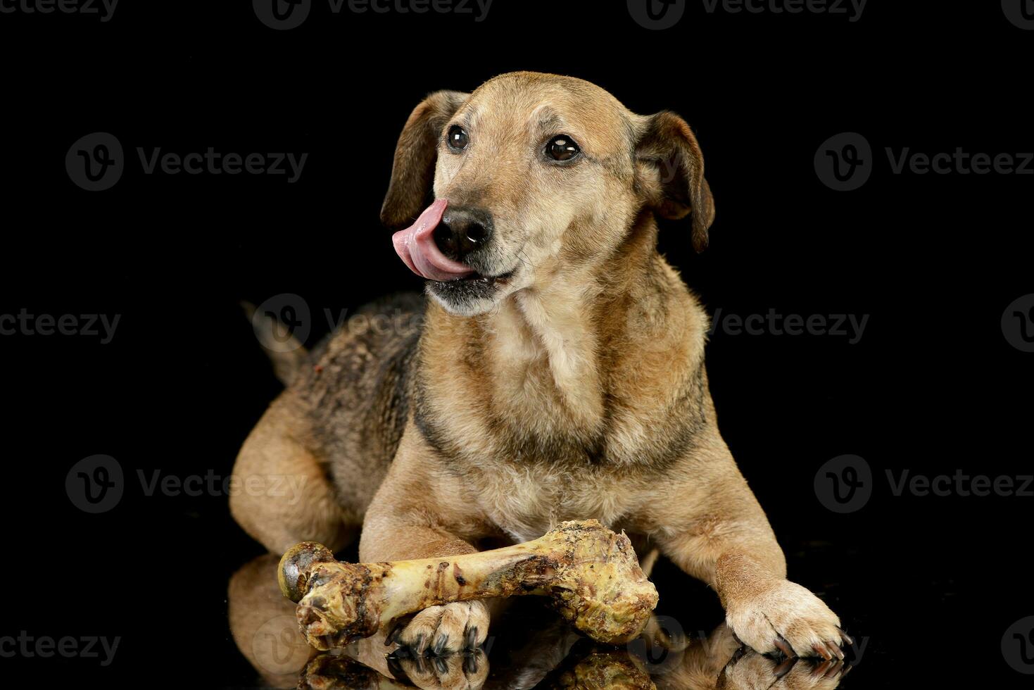 Studio shot of an adorable mixed breed dog with a bone photo