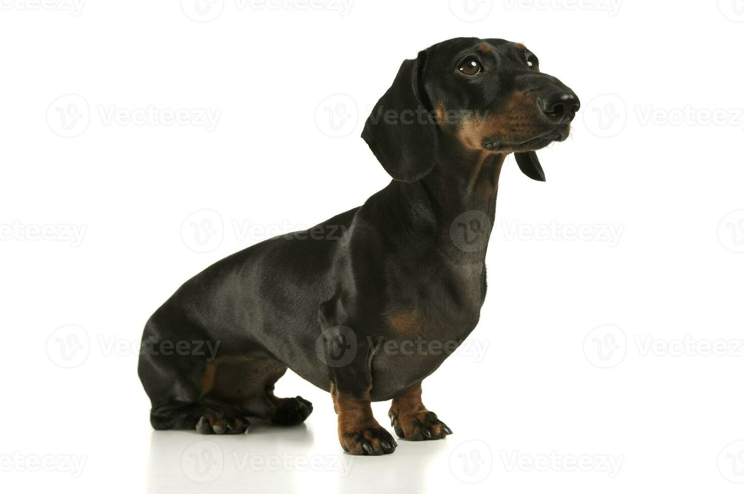 Studio shot of an adorable black and tan short haired Dachshund looking curiously photo