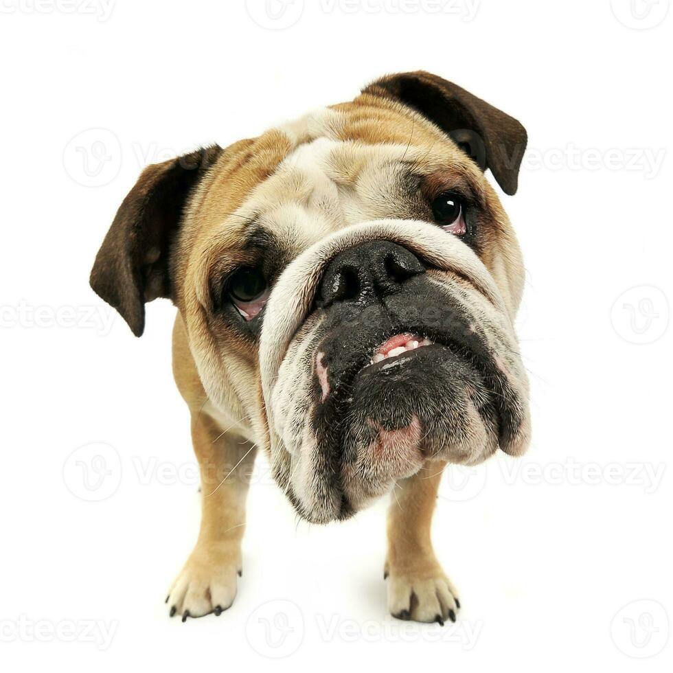 funny big head bulldog portrait in a white studio photo