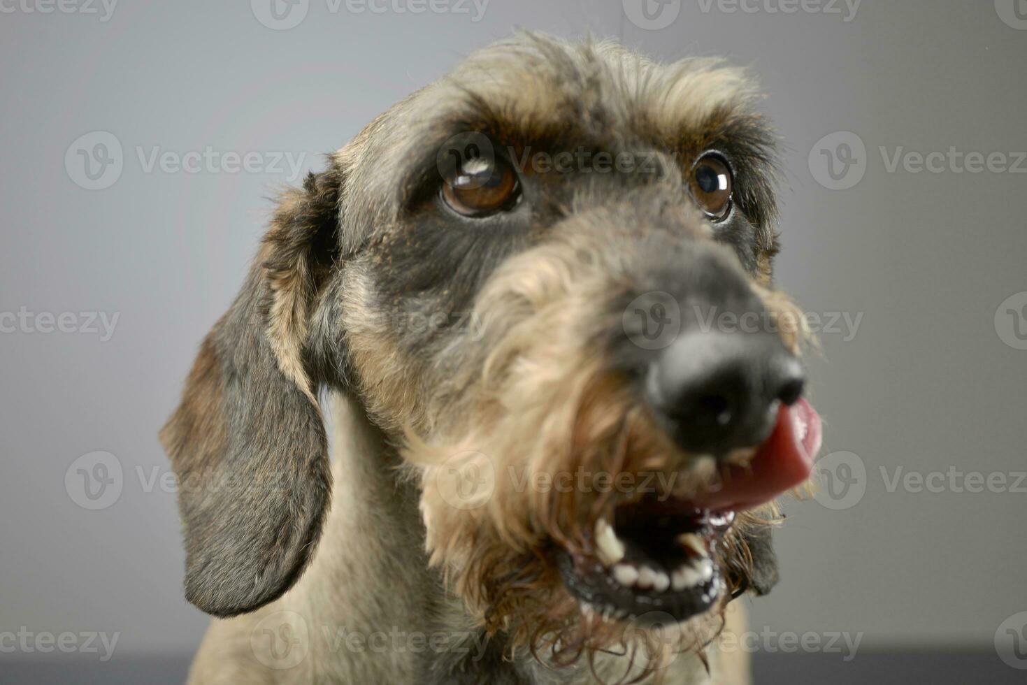 retrato de un adorable largo peludo perro tejonero foto