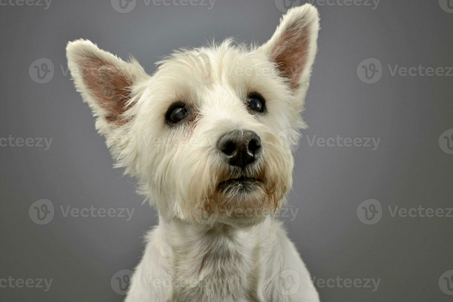 retrato de un linda Oeste tierras altas blanco terrier foto