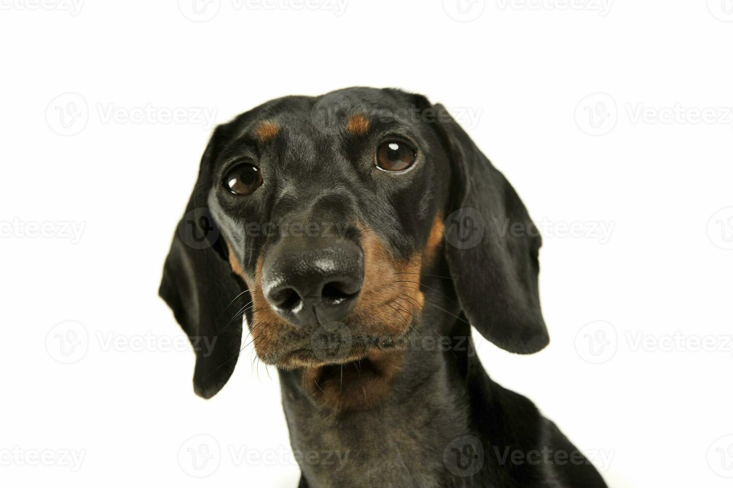 Portrait of an adorable black and tan short haired Dachshund looking curiously at the camera photo