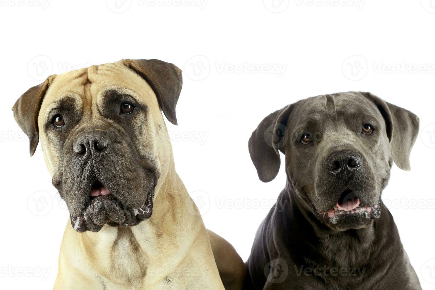 bull mastiff and puppy cane corso portrait in a white studio photo