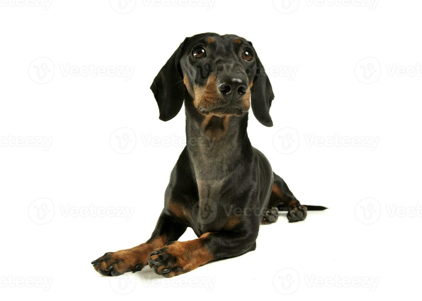 Studio shot of an adorable black and tan short haired Dachshund looking up curiously photo