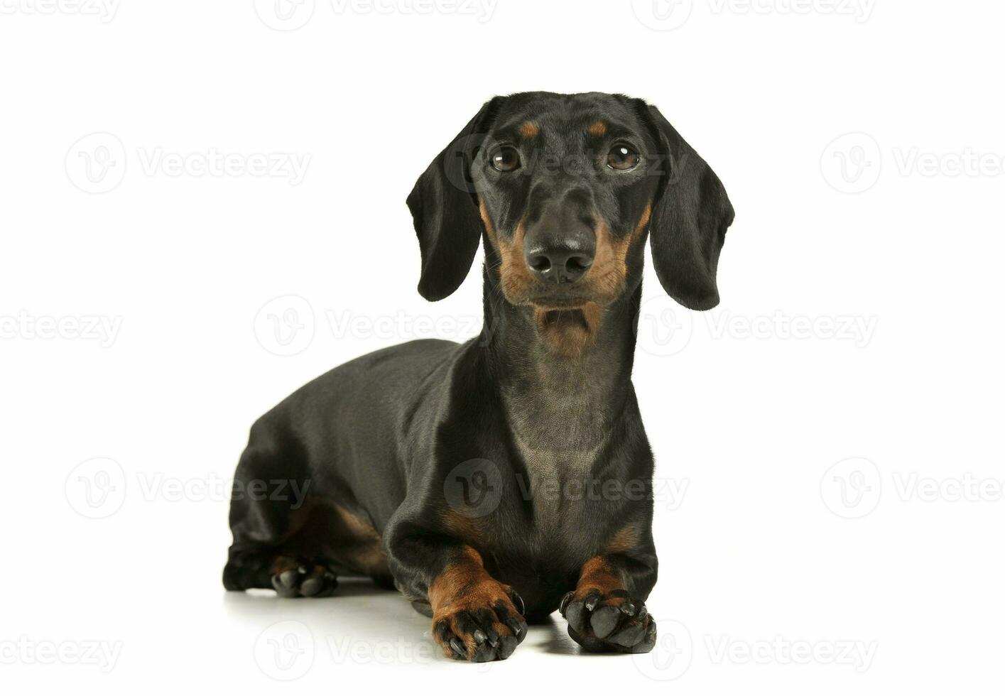 Studio shot of an adorable black and tan short haired Dachshund looking curiously at the camera photo