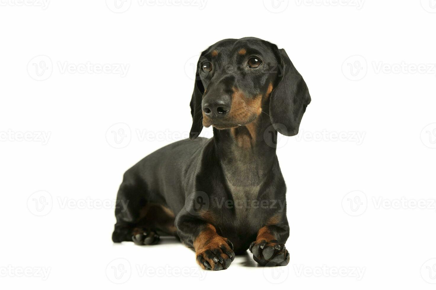 Studio shot of an adorable black and tan short haired Dachshund looking curiously photo