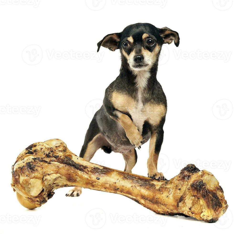 chihuahua with a giant bone posing in a studio photo