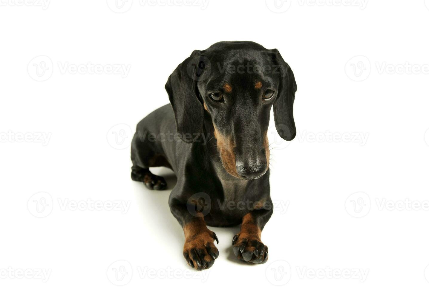 Studio shot of an adorable black and tan short haired Dachshund looking sad photo