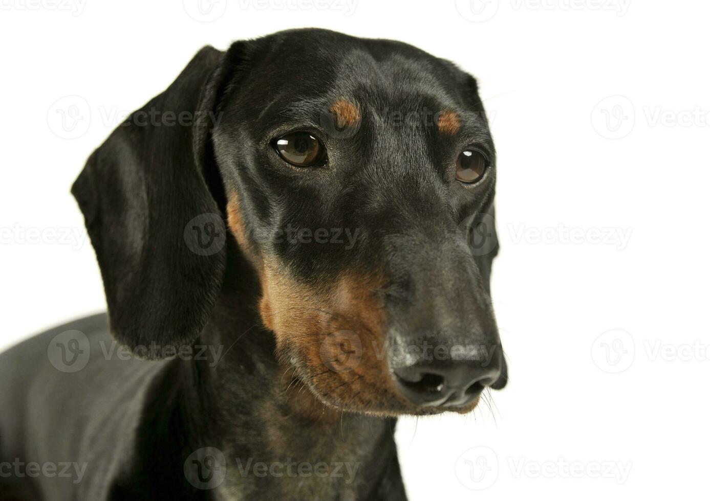 Portrait of an adorable black and tan short haired Dachshund looking curiously photo