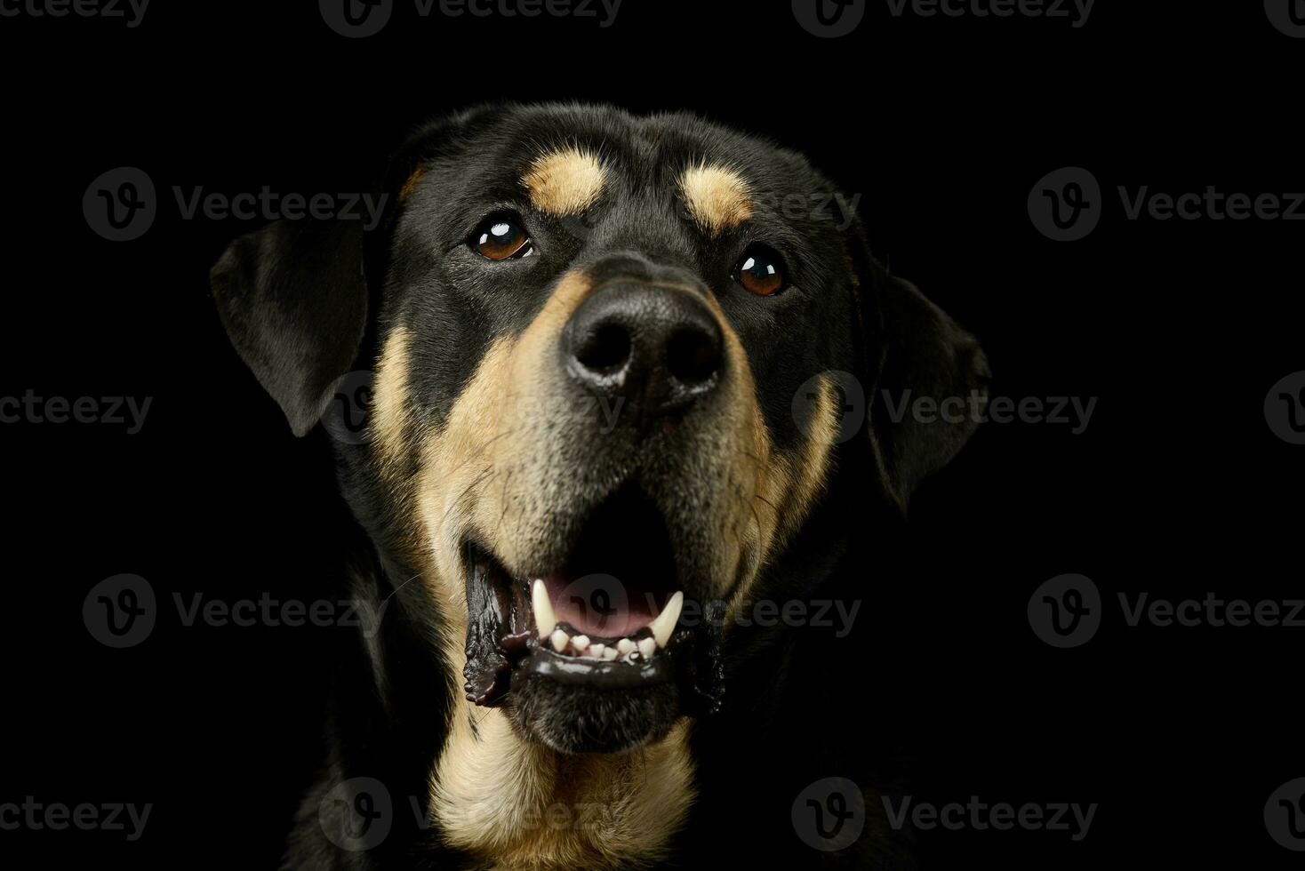 retrato de un adorable mezclado raza perro foto