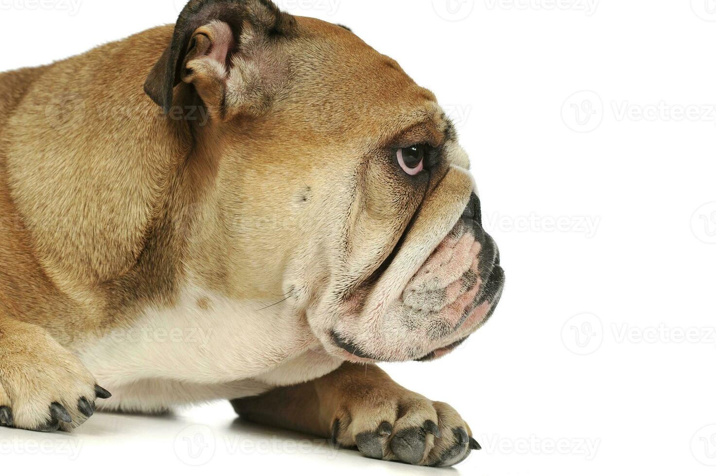 Portrait of an adorable English bulldog photo