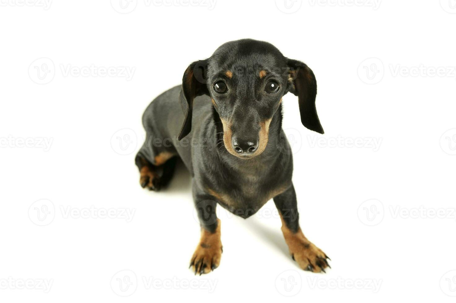 Studio shot of an adorable black and tan short haired Dachshund looking curiously at the camera photo