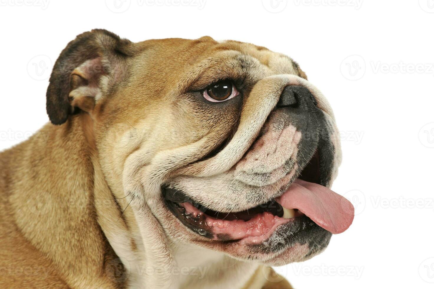 Portrait of an adorable English bulldog photo