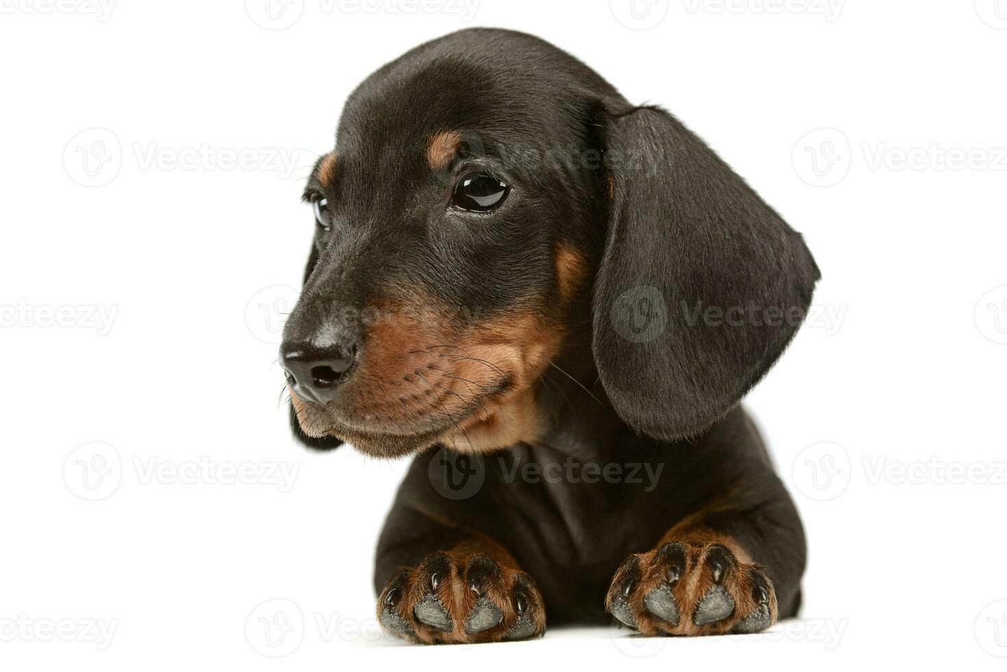 Lovely puppy dachshund looking in white studio photo