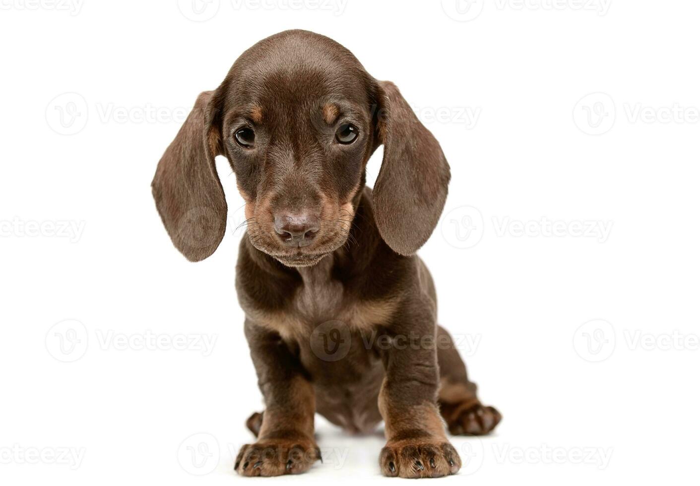 Lovely puppy dachshund waching in white studio photo