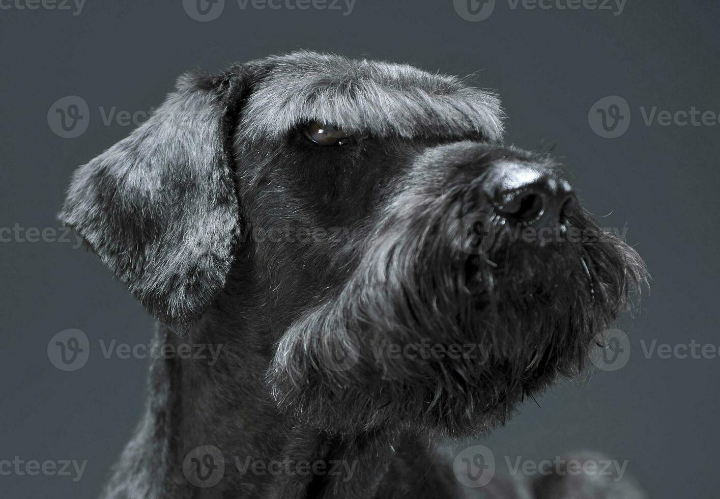 Giant schnauzer portrait in a dark studio photo