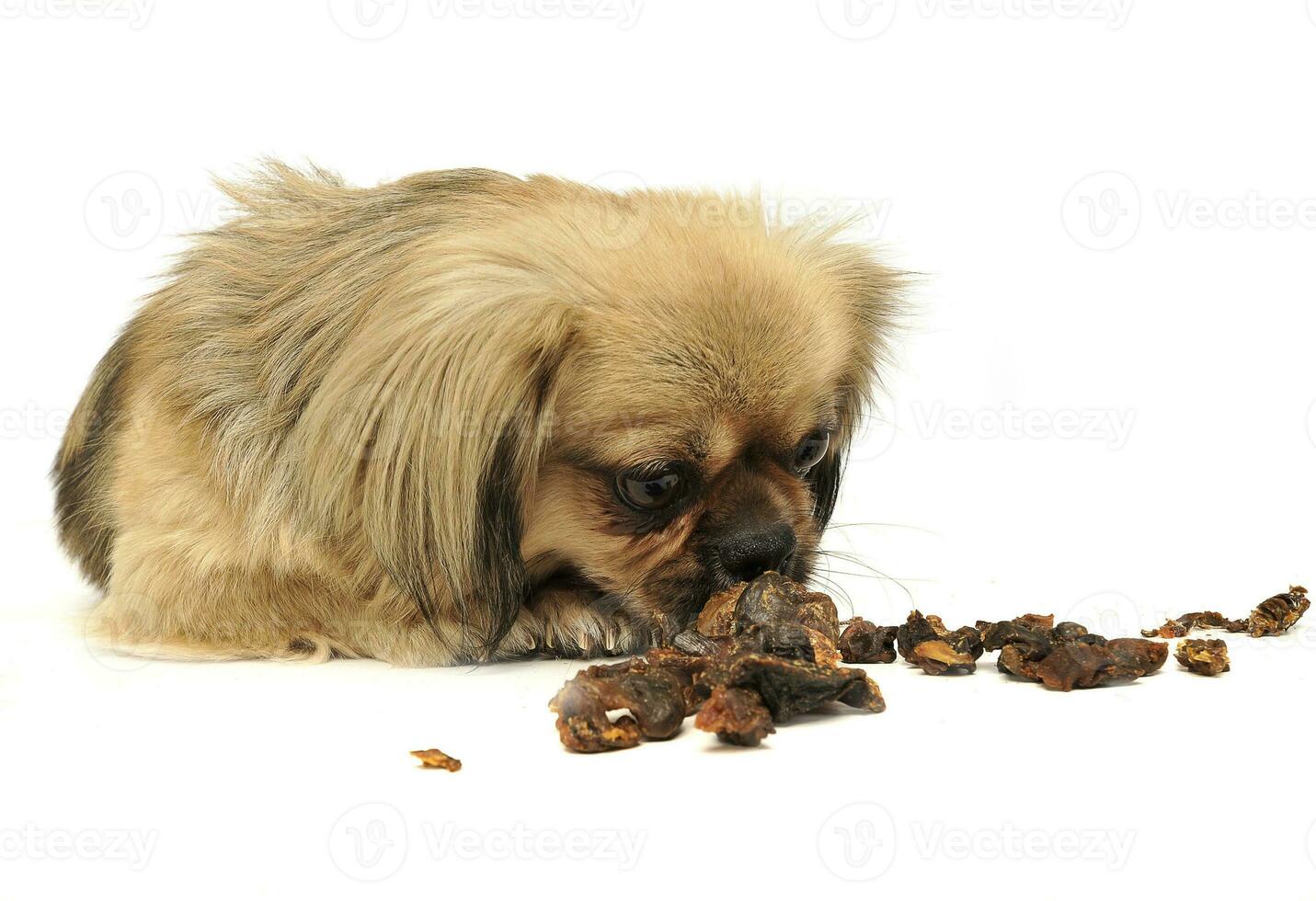 linda pequeño mezclado raza perro comiendo seco carne en blanco estudio piso foto