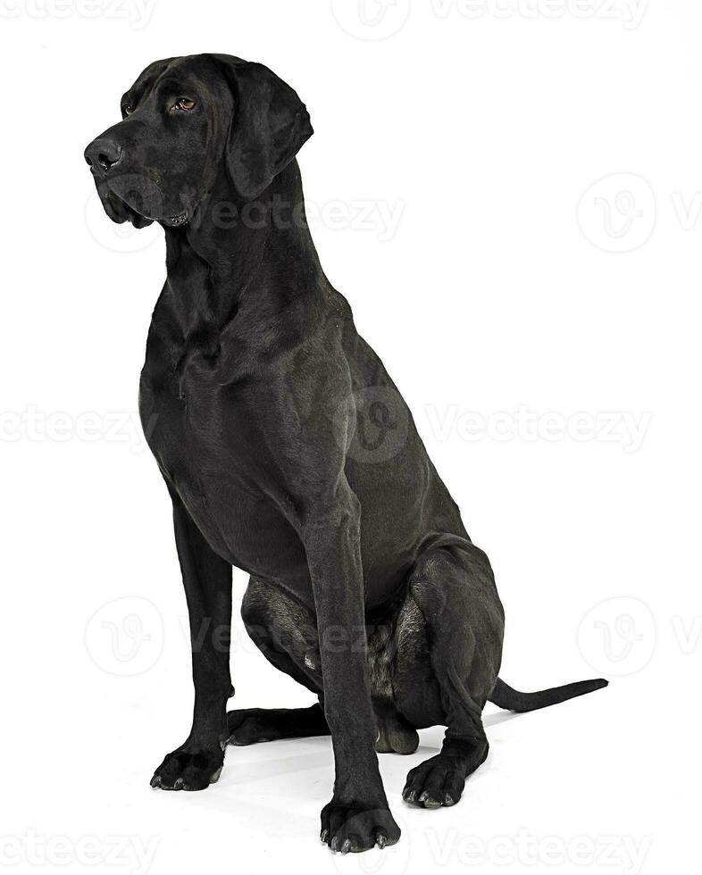 Mixed breed black dog sitting in white studio photo