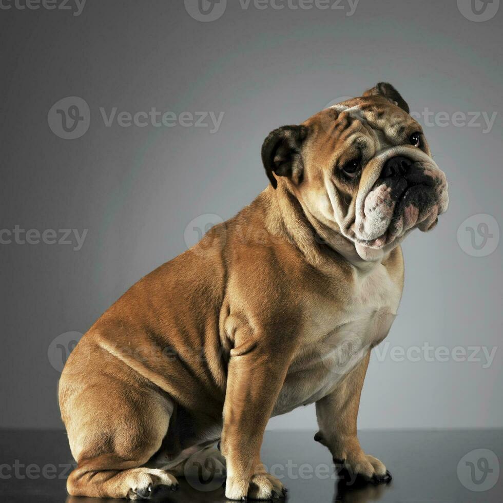 Bulldog sitting in  a gray photo studio