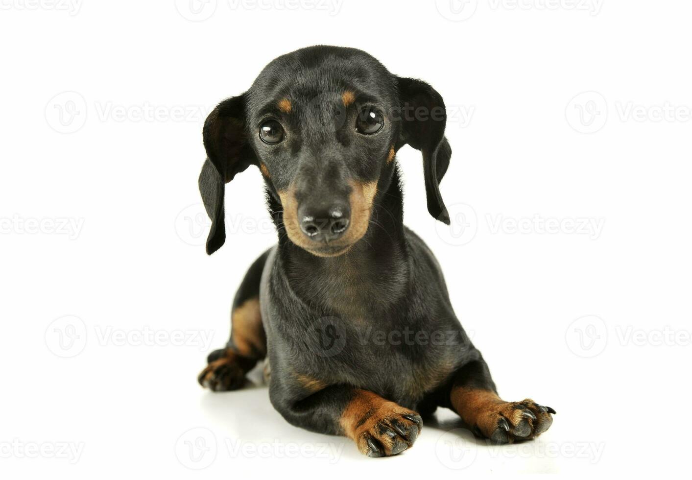 Studio shot of an adorable black and tan short haired Dachshund looking curiously at the camera photo