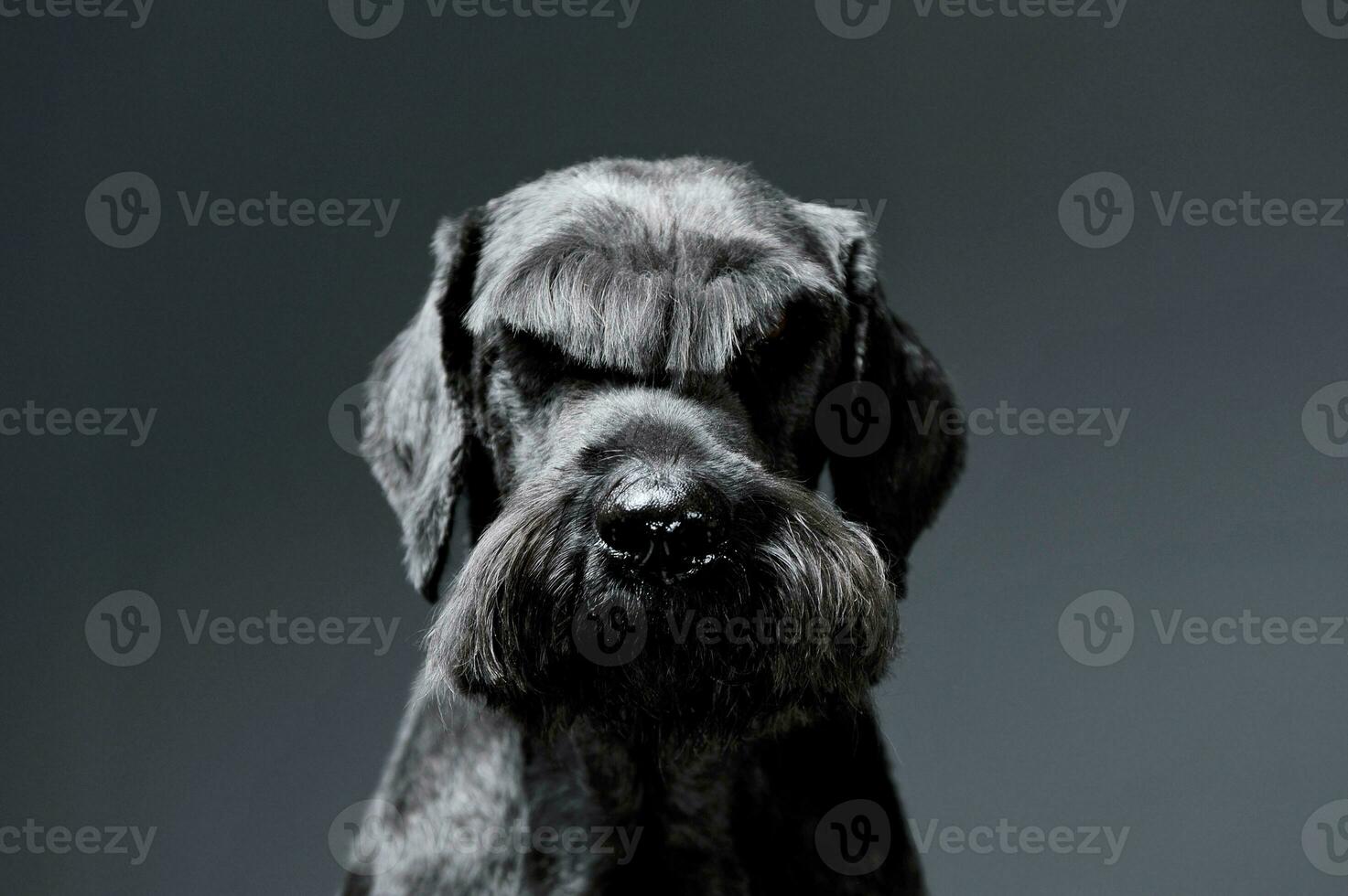 Portrait of an adorable Schnauzer looking looking curiously at the camera - isolated on grey background photo