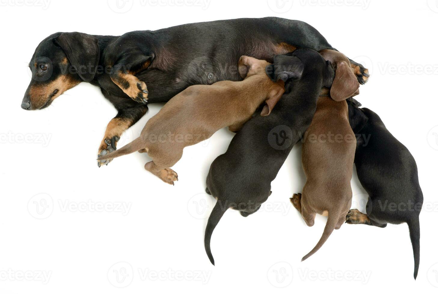 encantador perro tejonero alimentación mascotas en blanco estudio foto