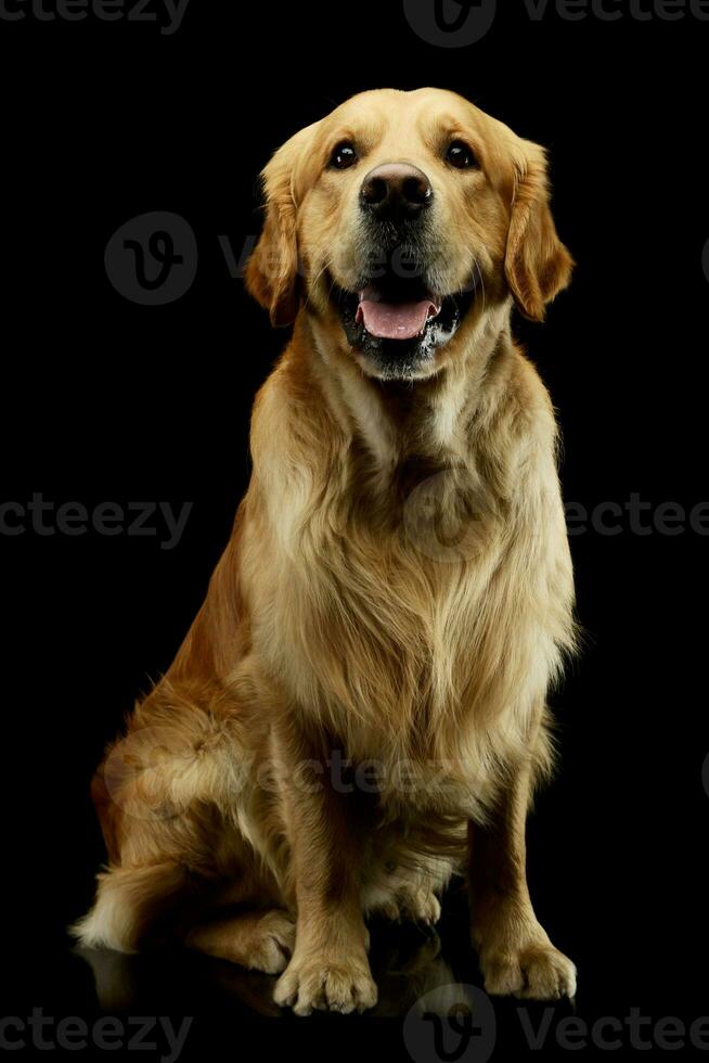 Studio shot of a lovely Golden Retriever photo