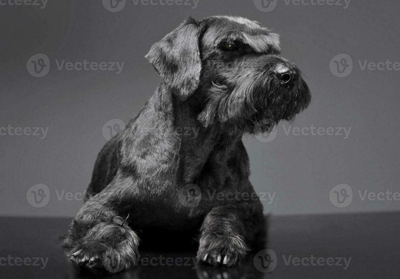 Giant schnauzer relaxing in a studio floor photo