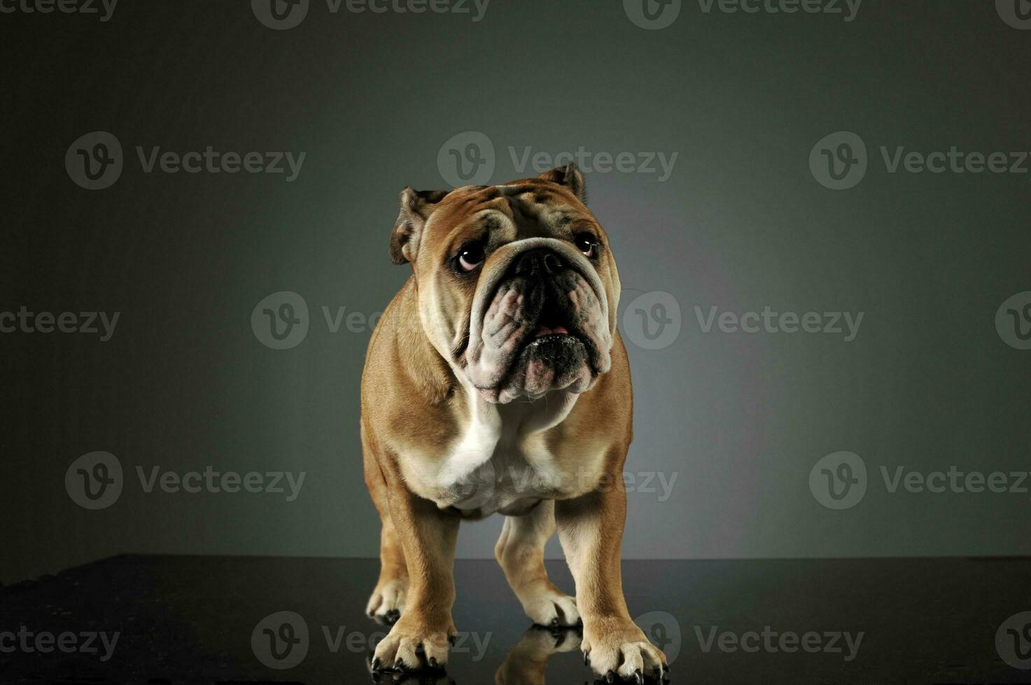 Studio shot of an adorable English bulldog photo