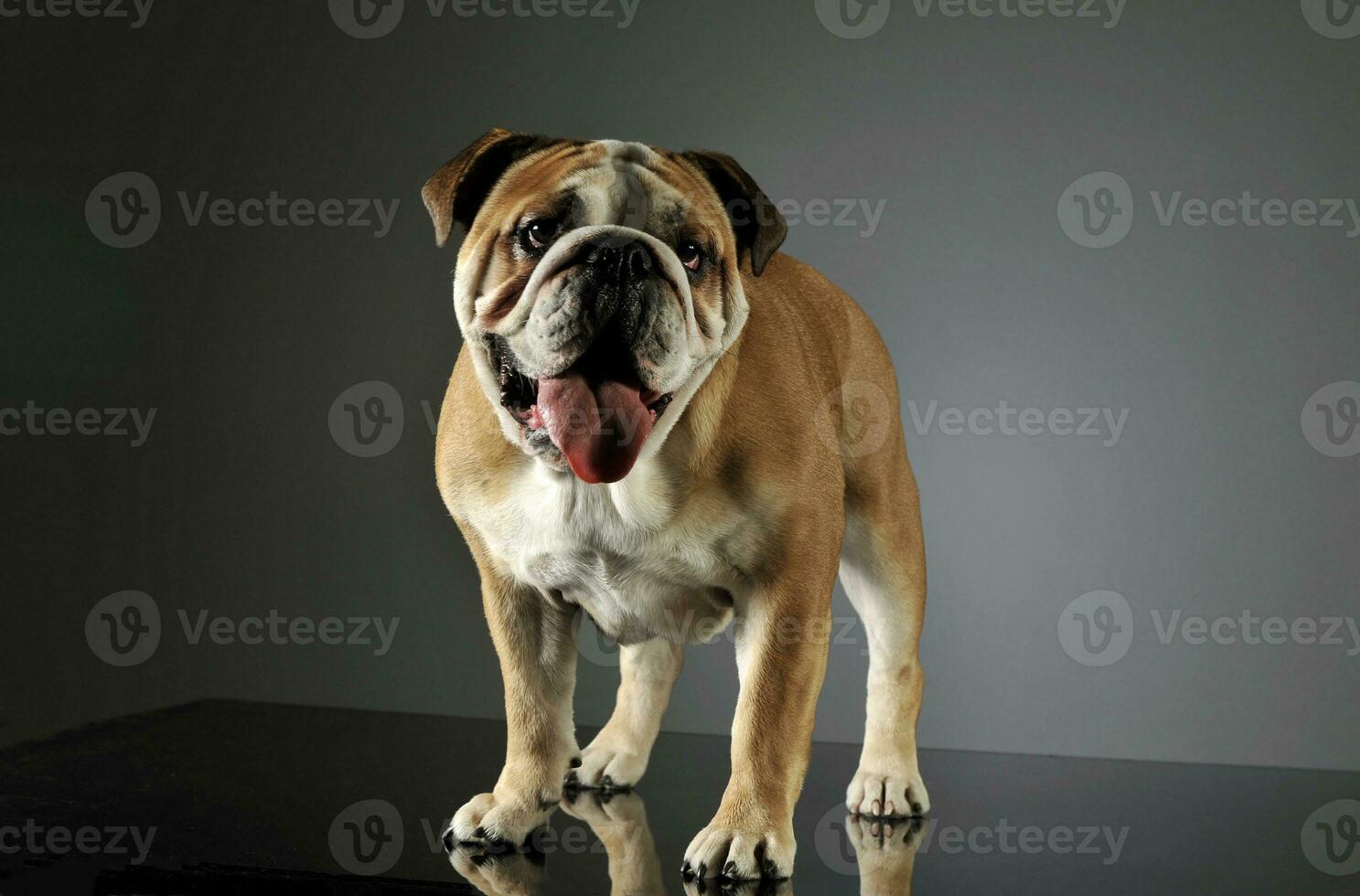 Studio shot of an adorable English bulldog photo