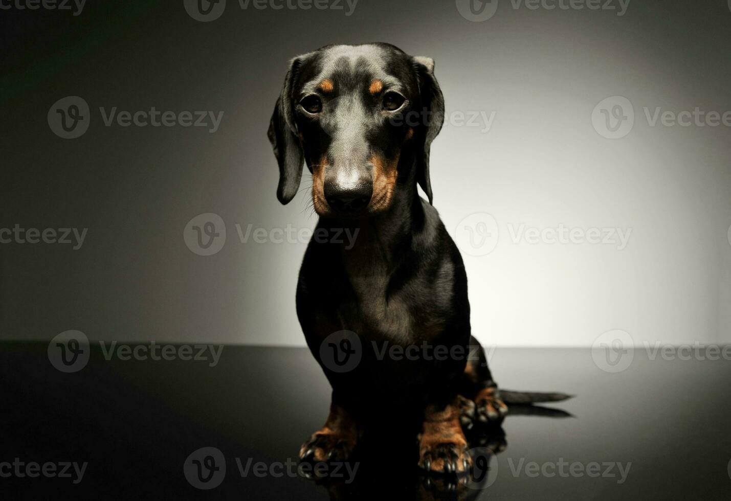 Studio shot of an adorable black and tan short haired Dachshund looking curiously at the camera photo