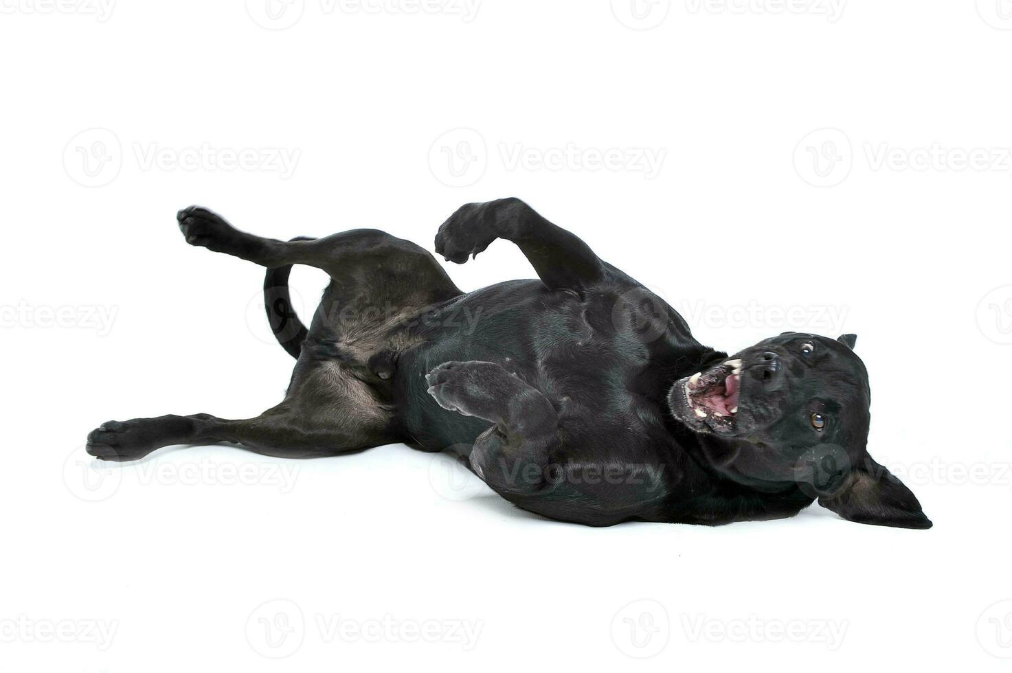 Mutt black dog lying in his back in a studio floor photo