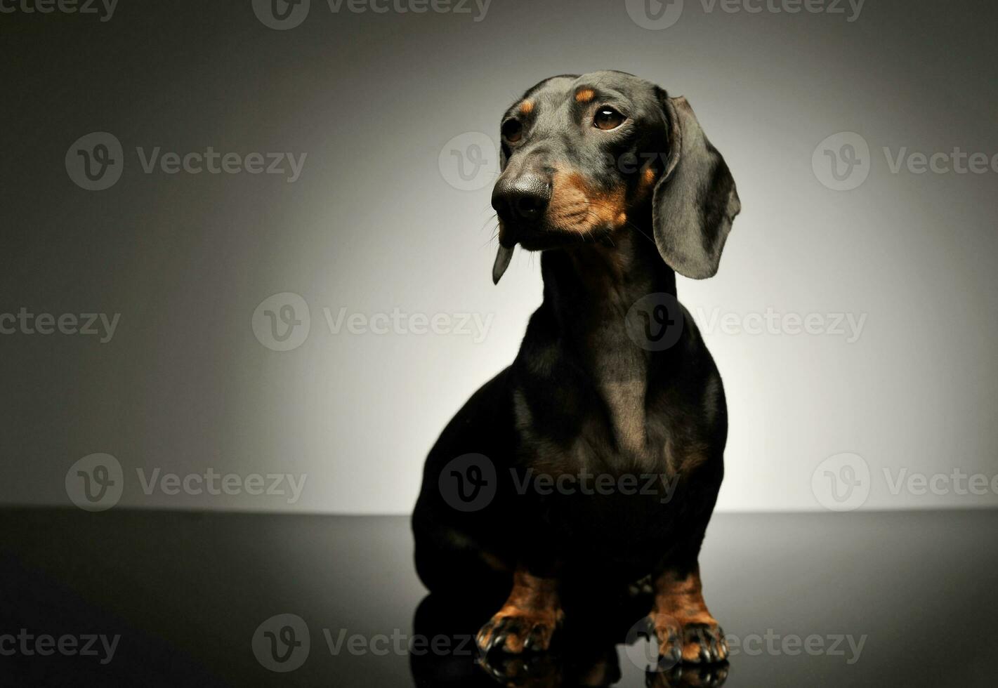 Studio shot of an adorable black and tan short haired Dachshund looking curiously photo