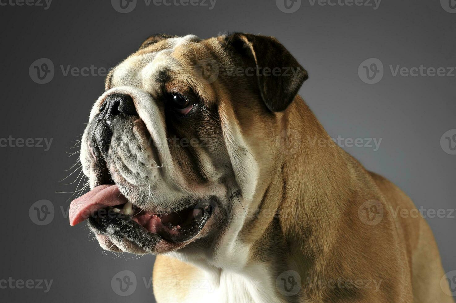 Bulldog portrait in a gray photo studio