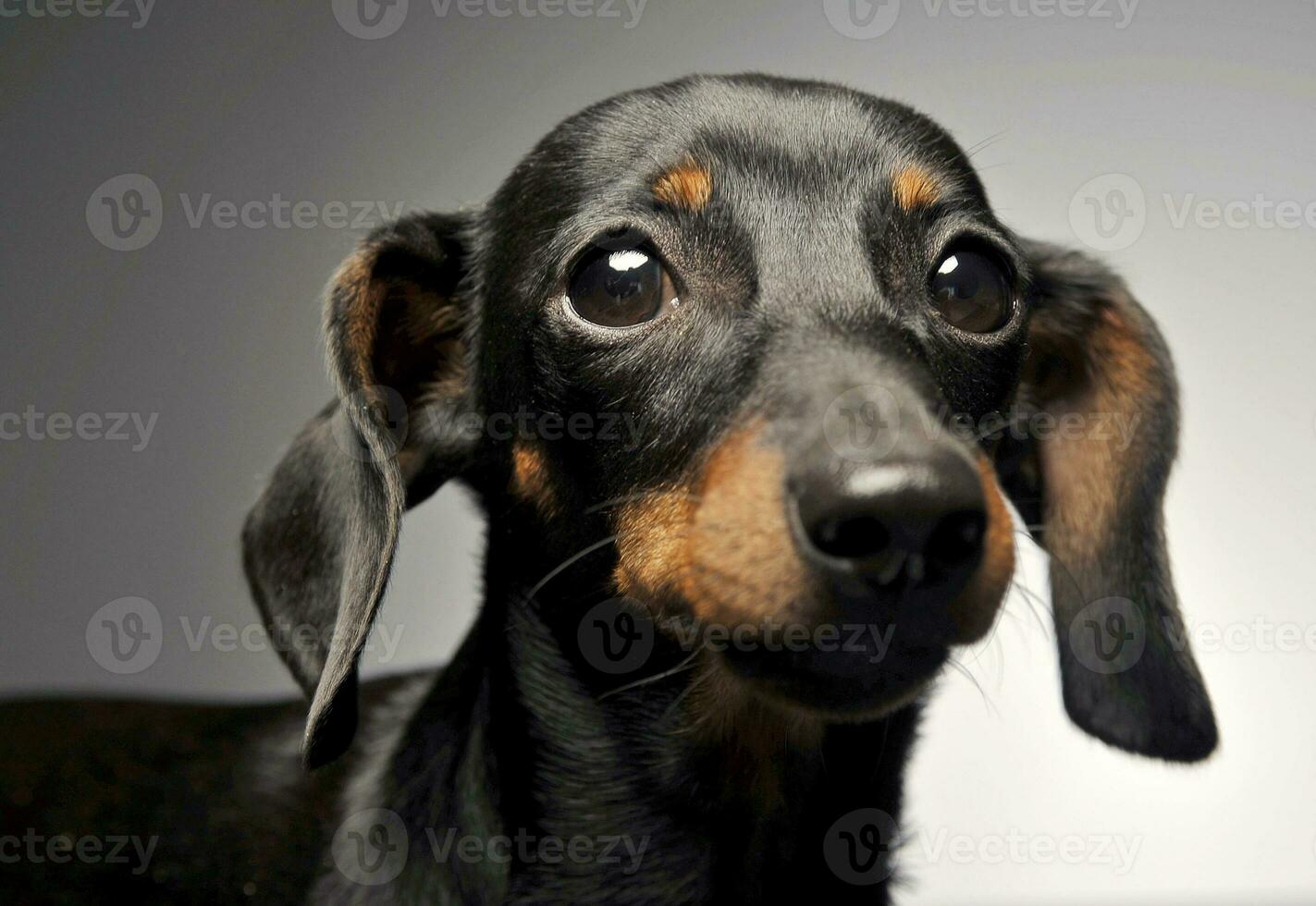 short hair dachshund portrait in white studio photo