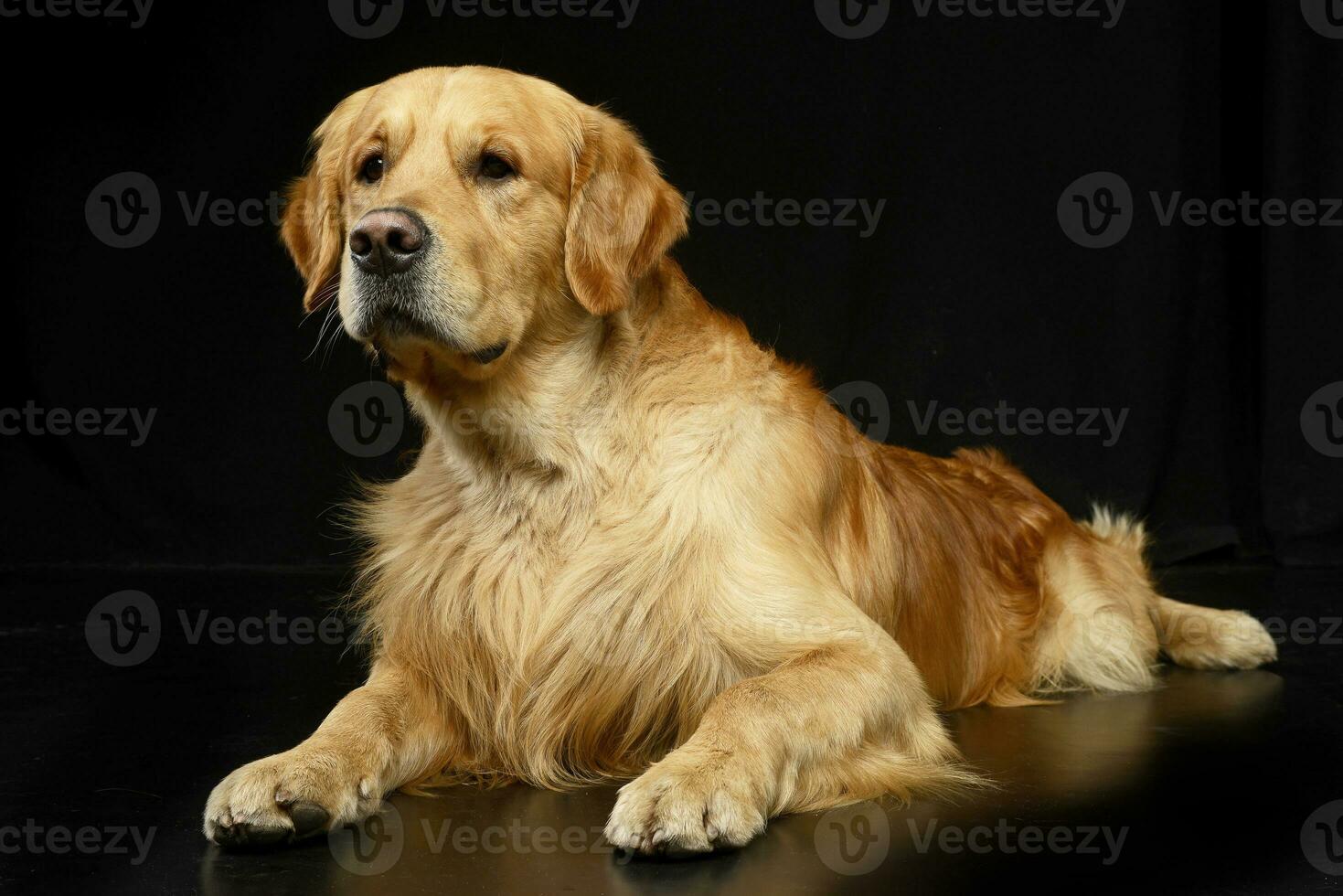 Studio shot of an adorable Golden retriever photo